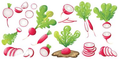 Beyaz arkaplanda olgun turp kümesi