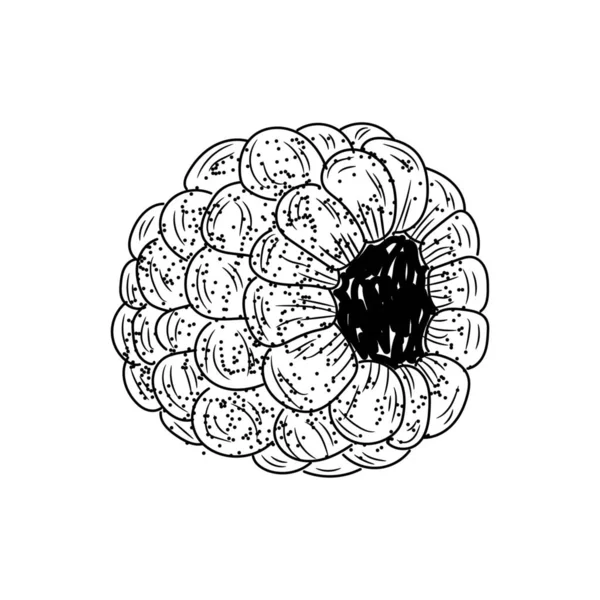 Framboise Mûre Sur Fond Blanc — Image vectorielle