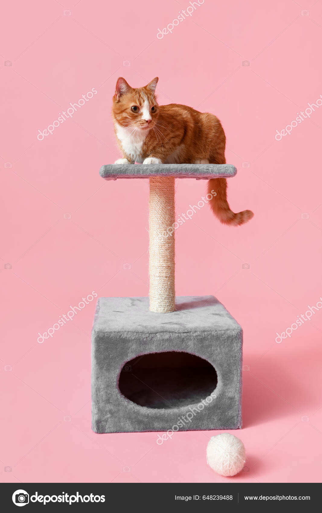 Funny Red Cat Scratching Post Pink Background Stock Photo by ©serezniy