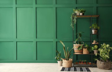 Salonda yeşil duvarın yanında saksı bitkileri olan raf ünitesi.