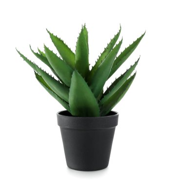 Beyaz arkaplanda suni aloe