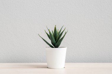 Işık duvarının yanındaki masada yapay aloe var.