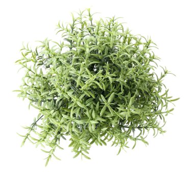 Beyaz arkaplanda suni ev bitkisi, üst görünüm