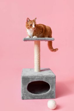 Pembe arka planda kaşınan komik kırmızı kedi.