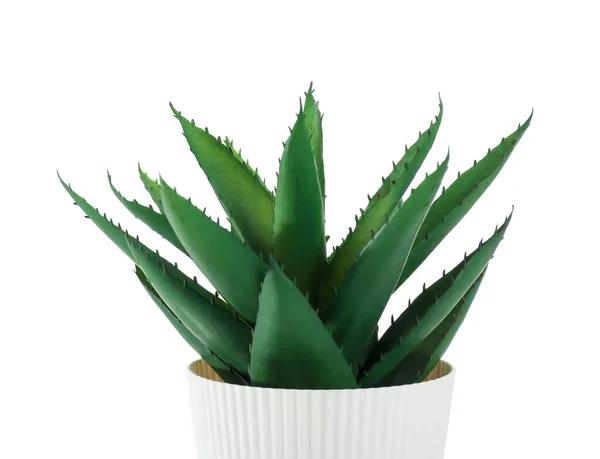 Artificial Aloe White Background Closeup — Stock Photo, Image
