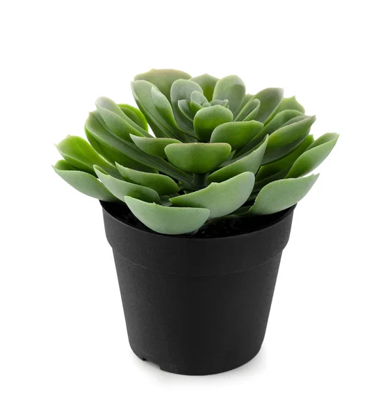 Artificial Succulent White Background — Stock Photo, Image