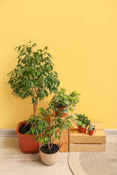 Πράσινο Houseplants Ξύλινα Κουτιά Κοντά Κίτρινο Τοίχο Στο Δωμάτιο — Φωτογραφία Αρχείου