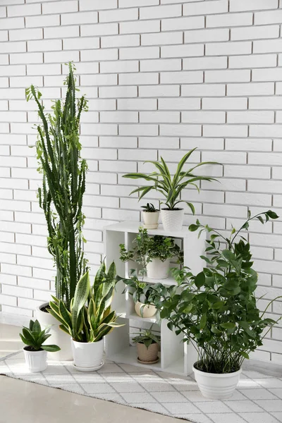 Regaleinheit Mit Grünen Zimmerpflanzen Der Nähe Der Weißen Ziegelwand Zimmer — Stockfoto