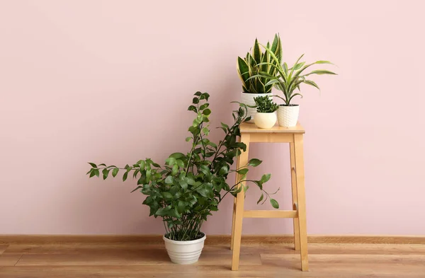 Taburete Con Plantas Interior Verde Cerca Pared Rosa Habitación — Foto de Stock