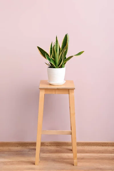 Зеленое Домашнее Растение Табуретке Розовой Стены Комнате — стоковое фото