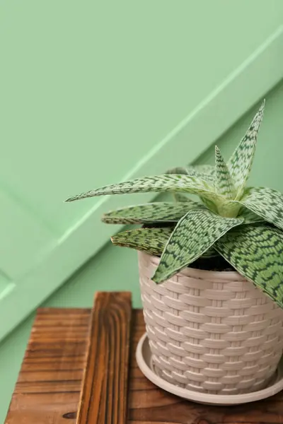 Potted Aloe Wooden Chest Green Wall Closeup — Stock Photo, Image