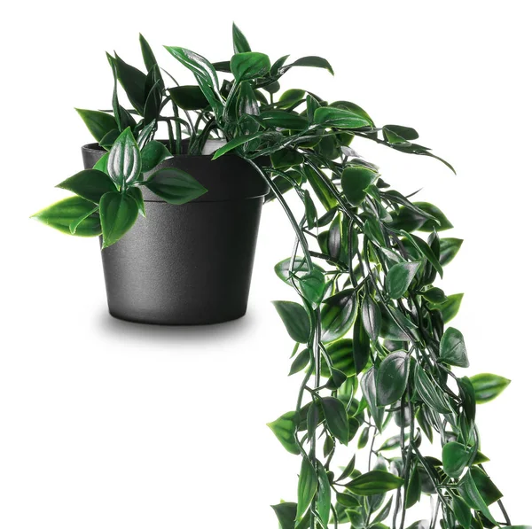 Künstliche Zimmerpflanze Auf Weißem Hintergrund — Stockfoto