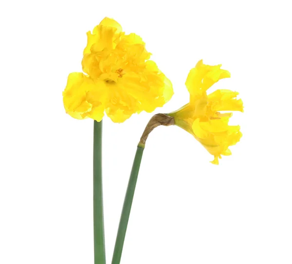 Vackra Narcissus Blommor Vit Bakgrund — Stockfoto