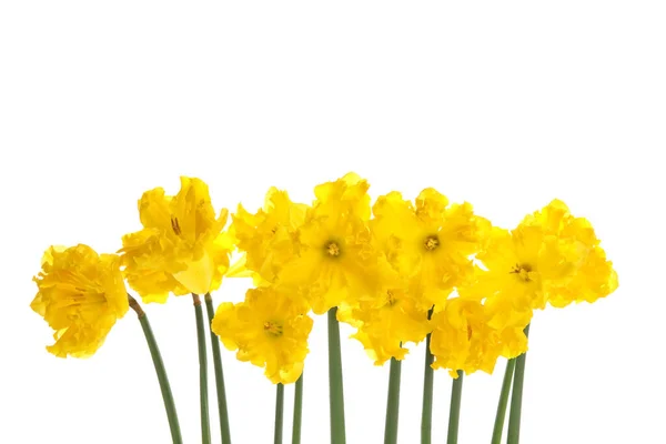 Indah Narcissus Bunga Pada Latar Belakang Putih — Stok Foto