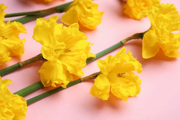Красивый Нарцисс Цветы Цветном Фоне — стоковое фото