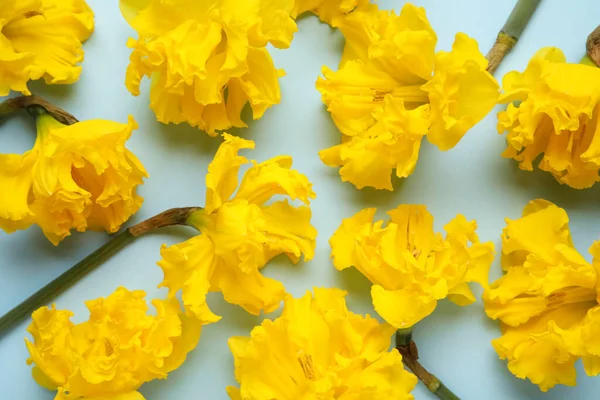 Красиві Квіти Нарцисів Кольоровому Фоні Крупним Планом — стокове фото