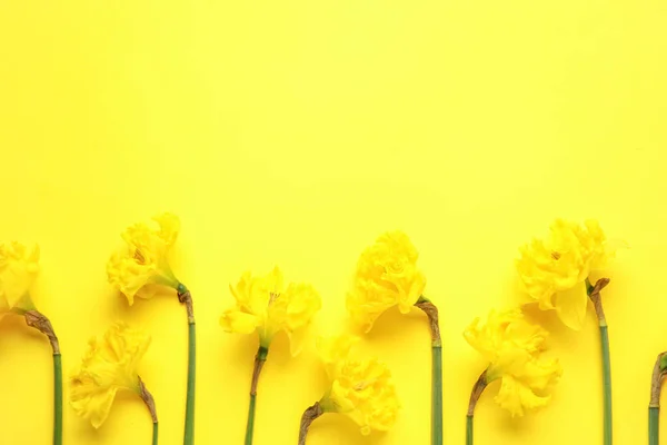 Gyönyörű Nárcisz Virágok Színes Háttér — Stock Fotó