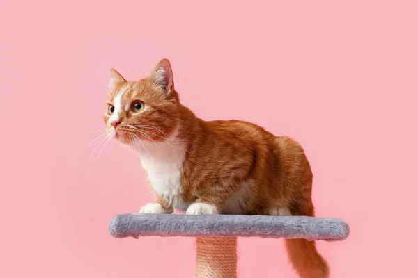 Αστεία Κόκκινη Γάτα Στο Ξύσιμο Μετά Από Ροζ Φόντο — Φωτογραφία Αρχείου