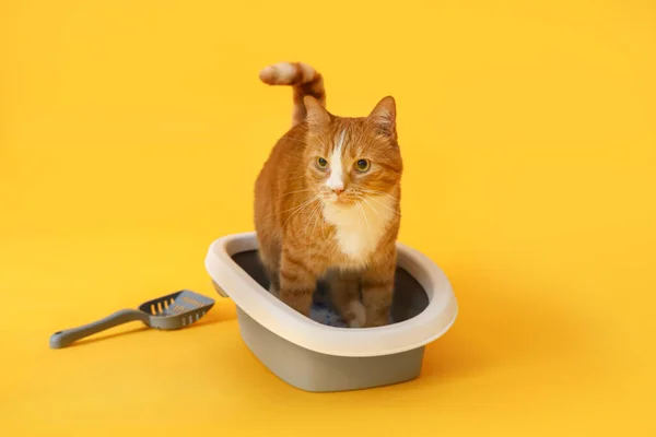 Leuke Kat Kattenbak Gele Achtergrond — Stockfoto