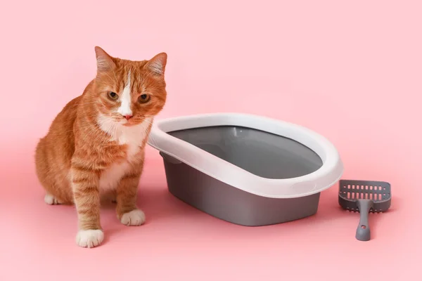 Cute cat near litter box on pink background