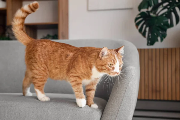 Evdeki Kanepede Komik Kırmızı Kedi — Stok fotoğraf