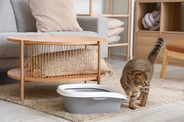 Cute Cat Litter Box Home — Stock Photo, Image