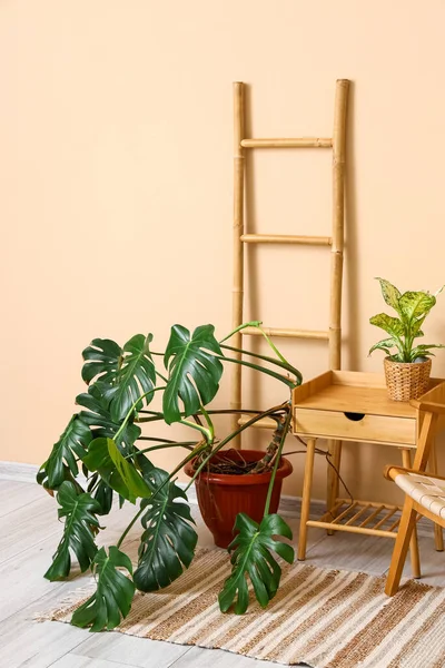 Interior Dengan Furnitur Kayu Dan Tanaman Rumah Tangga Tropis — Stok Foto
