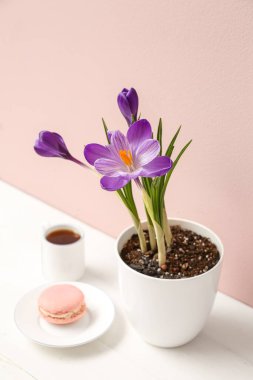 Güzel güveç çiçekleri, bir fincan kahve ve bej duvarın yanındaki masada lezzetli bir badem kurabiyesi.