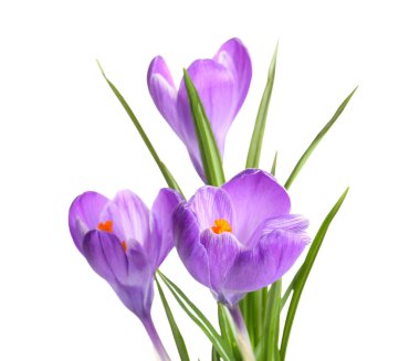 Beyaz arka planda izole edilmiş güzel safran çiçekleri, yakın plan