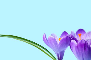 Mavi arka planda güzel Safran çiçekleri
