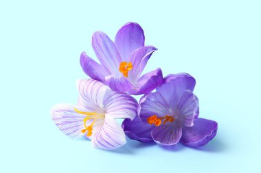 Mavi arka planda güzel Safran çiçekleri