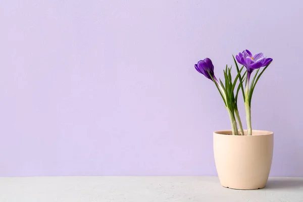 Pot Beautiful Crocus Flowers Table Lilac Wall — Stock Photo, Image