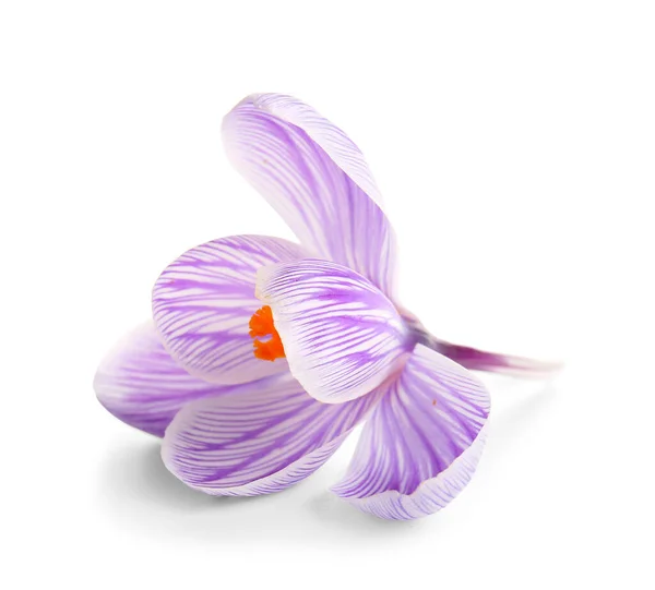 Beautiful Saffron Flower Isolated White Background — Stock Photo, Image