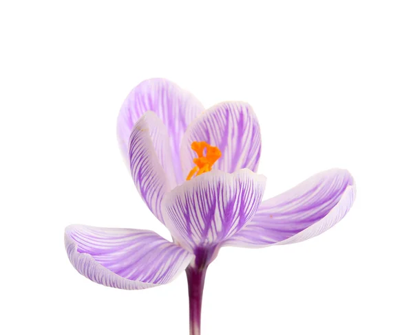Vacker Saffran Blomma Isolerad Vit Bakgrund Närbild — Stockfoto