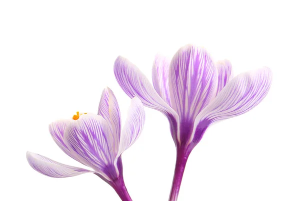 Красиві Квіти Шафрану Ізольовані Білому Тлі — стокове фото