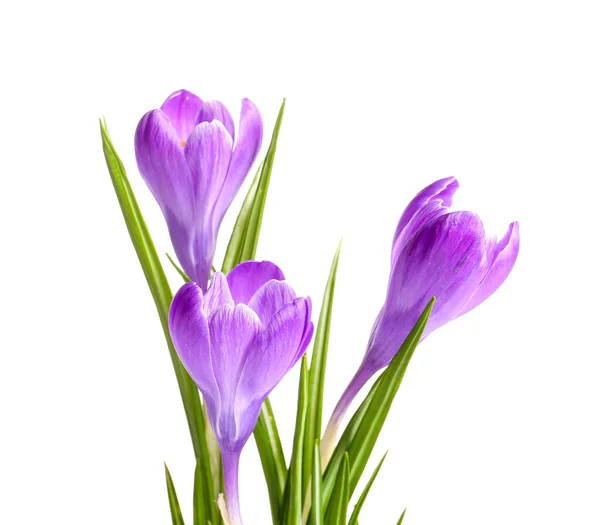Beautiful Saffron Flowers Isolated White Background Closeup — Stock Photo, Image