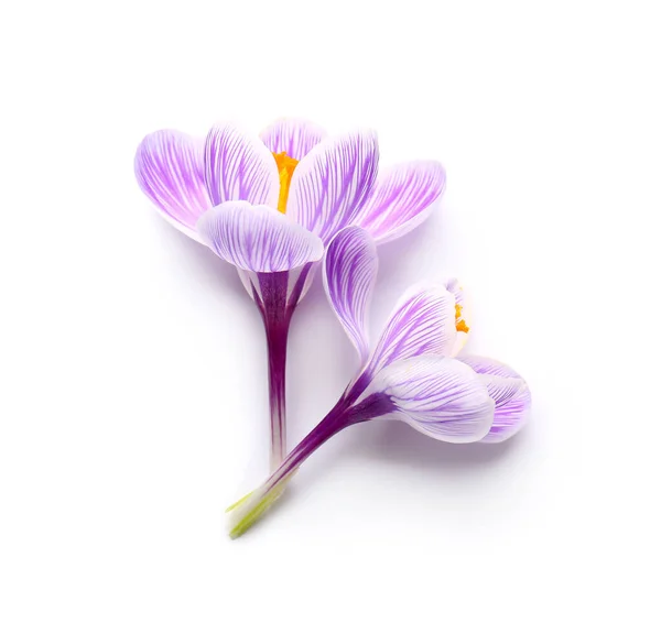 Beautiful Saffron Flowers Isolated White Background — Stock Photo, Image