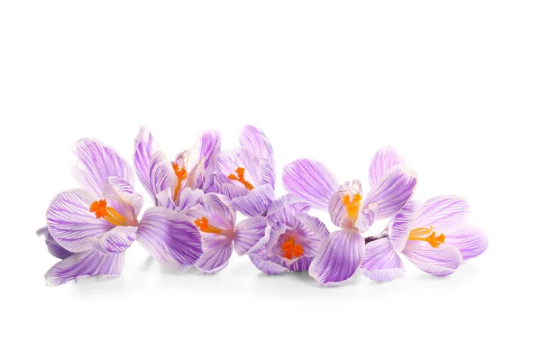 Beautiful Saffron Flowers Isolated White Background — Stock Photo, Image