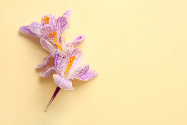 Krásné Šafrán Květiny Žlutém Pozadí — Stock fotografie
