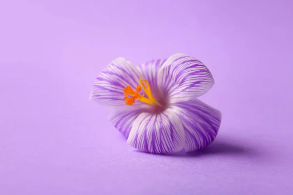 Krásná Šafrán Květina Šeříku Pozadí — Stock fotografie