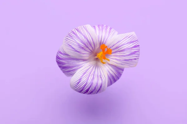 Gyönyörű Sáfrány Virág Orgona Háttér — Stock Fotó