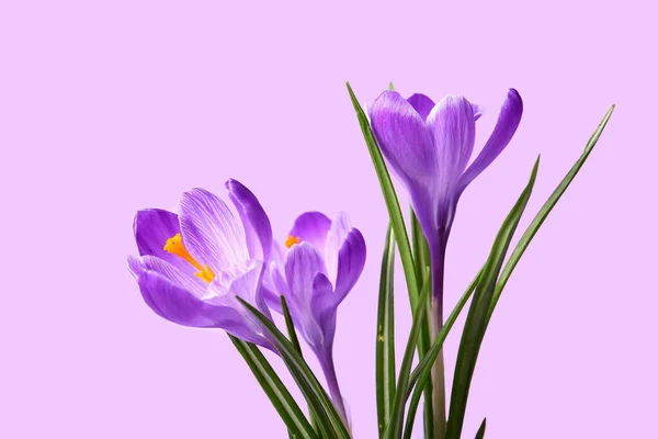 Beautiful Saffron Flowers Lilac Background Closeup — Stock Photo, Image