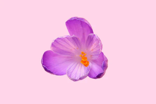 Beautiful Saffron Flower Pink Background — Stock Photo, Image