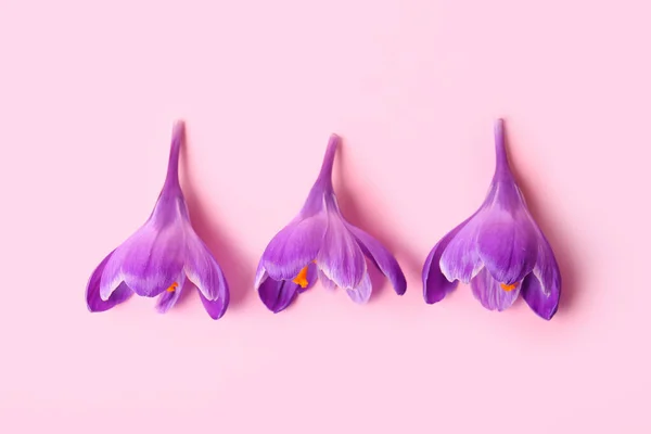 Krásné Šafrán Květiny Růžovém Pozadí — Stock fotografie