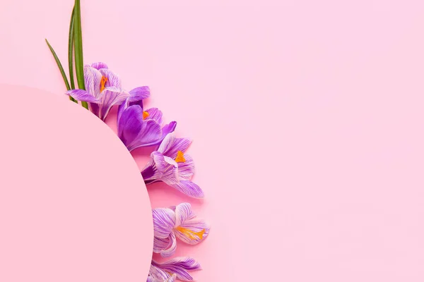 Güzel Safran Çiçekleri Pembe Arka Planda Boş Bir Kart Yakın — Stok fotoğraf
