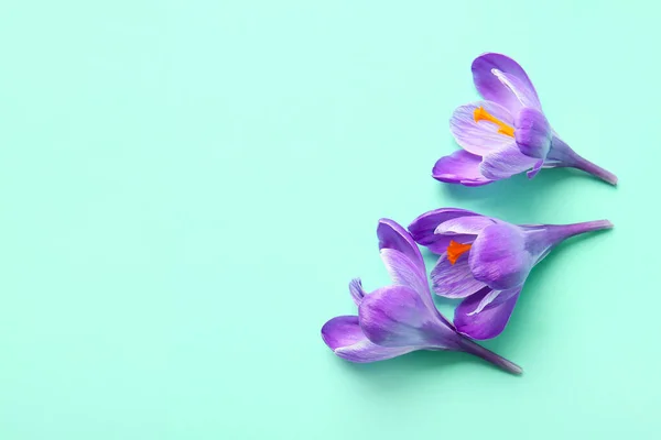 Krásné Šafrán Květiny Tyrkysovém Pozadí — Stock fotografie