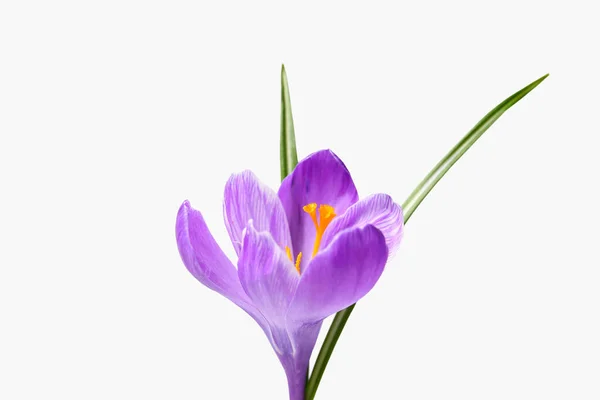 Beyaz Arka Planda Güzel Safran Çiçeği Yakın Plan — Stok fotoğraf