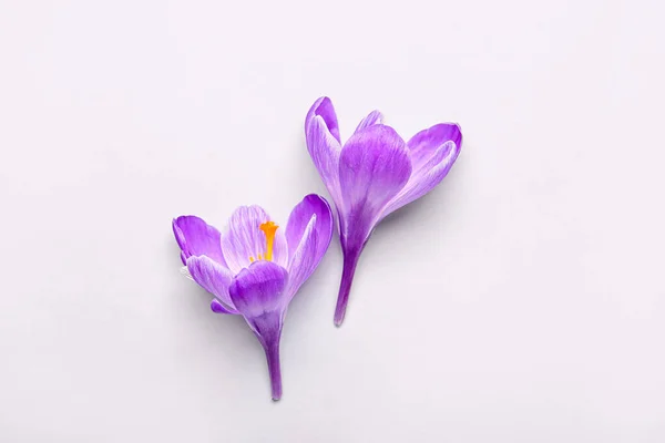 Krásné Šafrán Květiny Bílém Pozadí — Stock fotografie