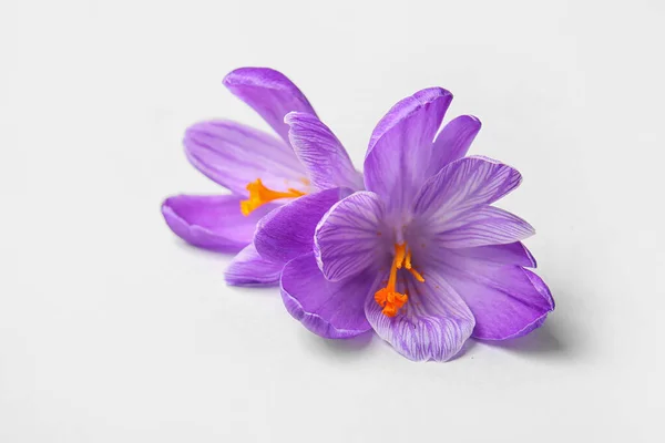 Beautiful Saffron Flowers White Background — Stock Photo, Image