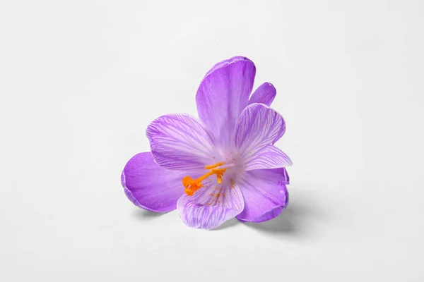 Beautiful Saffron Flower White Background — Stock Photo, Image
